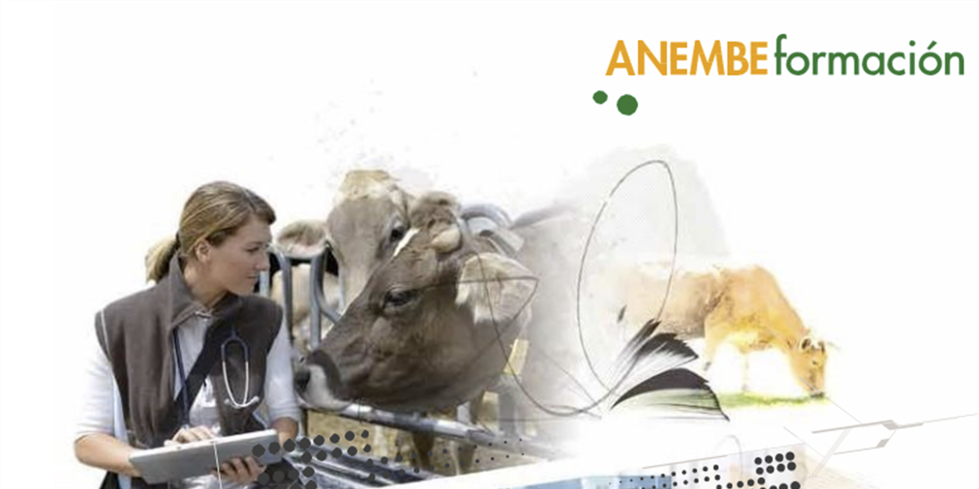 Anembe organiza un Seminario de ecografa de rganos y exploracin...