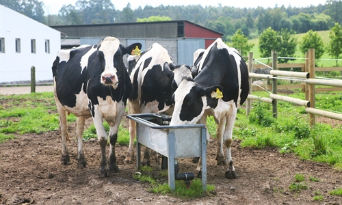 Cantabria publica las bases de sus ayudas para vacuno lechero para el...