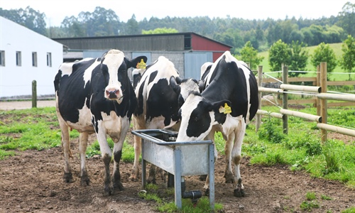 Cantabria publica las bases de sus ayudas para vacuno lechero para el...