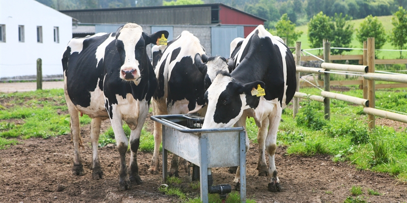 Cantabria publica las bases de sus ayudas para vacuno lechero para el genotipado de terneras