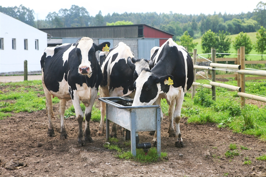 Cantabria publica las bases de sus ayudas para vacuno lechero para el...