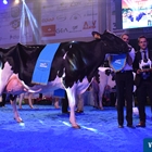 Atalayuela Kampman Reinalda, Vaca Gran Campeona del Concurso Usías Holstein 2018