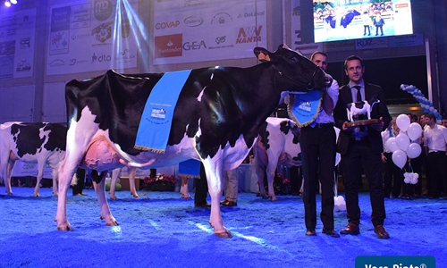 Atalayuela Kampman Reinalda, Vaca Gran Campeona del Concurso Usas...