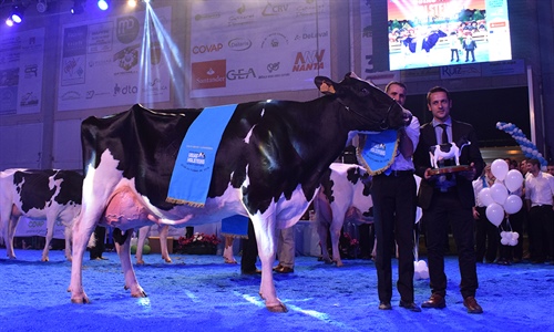 Atalayuela Kampman Reinalda, Vaca Gran Campeona del Concurso Usas...