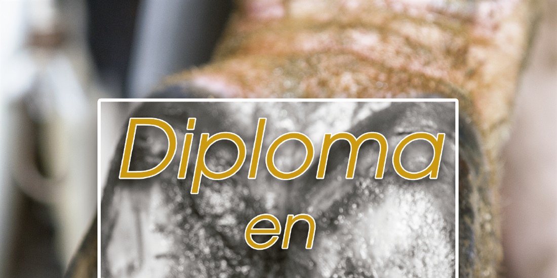 Abierta la inscripcin al Diploma en Podologa Bovina de CONAFE y la...