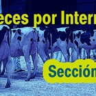 Jueces por Internet: Seccin 88