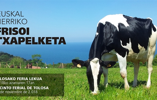 Tolosa acoge este fin de semana el X Concurso de Ganado Fris�n Euskal...