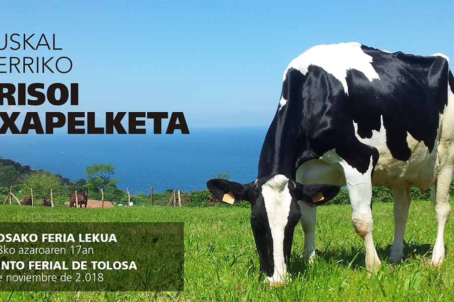 Tolosa acoge este fin de semana el X Concurso de Ganado Fris�n Euskal...