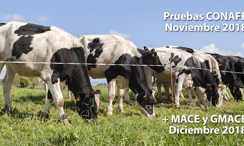 Nuevas pruebas CONAFE Noviembre 2018 + MACE y GMACE Diciembre 2018