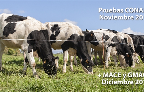 Nuevas pruebas CONAFE Noviembre 2018 + MACE y GMACE Diciembre 2018