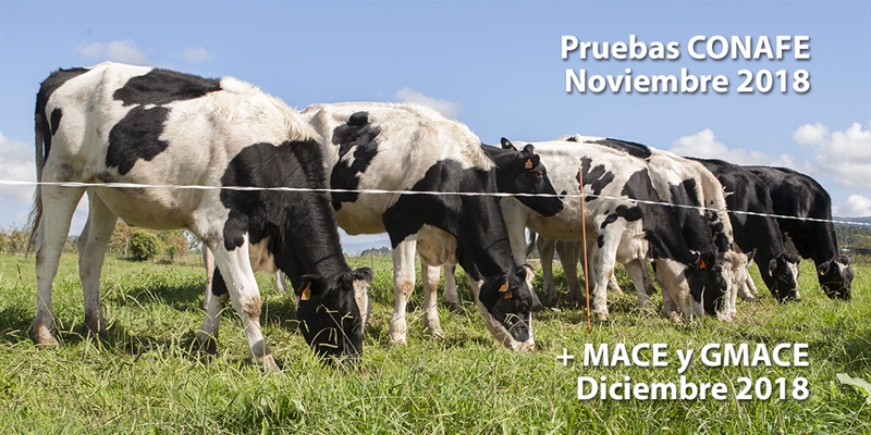 Nuevas pruebas CONAFE Noviembre 2018 + MACE y GMACE Diciembre 2018