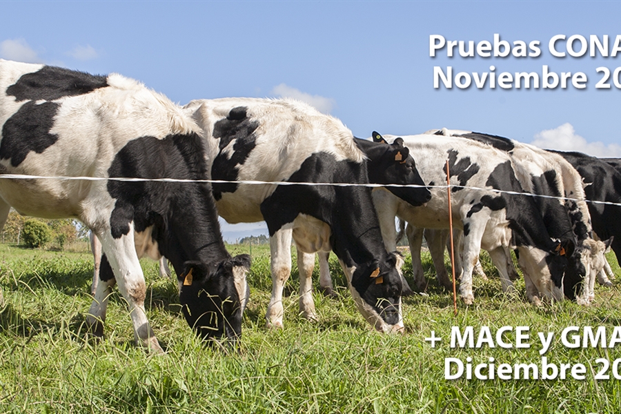 Nuevas pruebas CONAFE Noviembre 2018 + MACE y GMACE Diciembre 2018