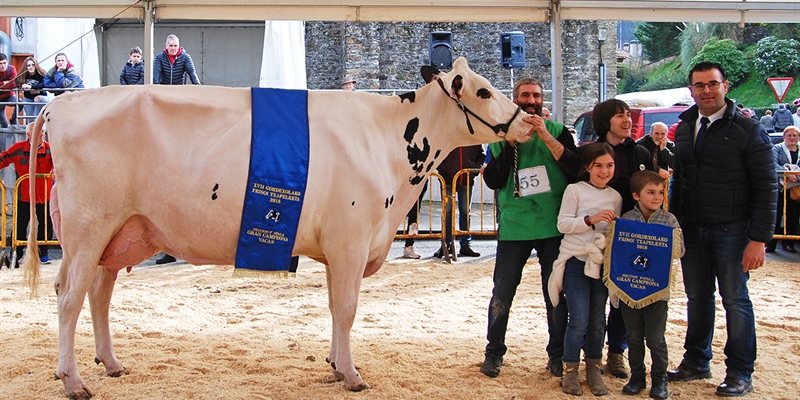 Afrodita, de la explotacin Ondazarte Gain de Igeldo, Vaca Gran Campeona en Gordexola