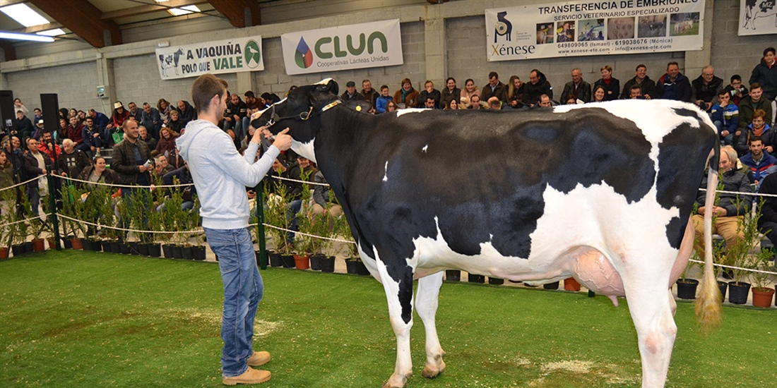 XII Subasta de Ganado Frisn Mazaricos 2018