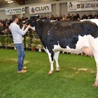 XII Subasta de Ganado Frisn Mazaricos 2018