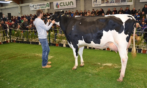 XII Subasta de Ganado Frisn Mazaricos 2018