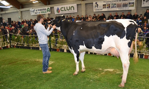 XII Subasta de Ganado Frisn Mazaricos 2018