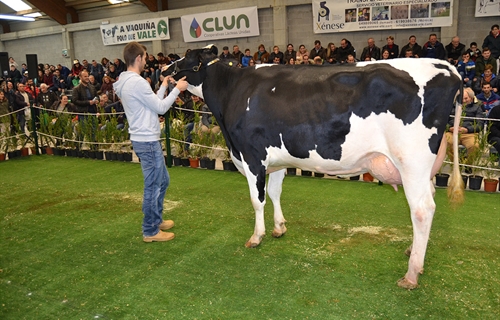 XII Subasta de Ganado Frisn Mazaricos 2018