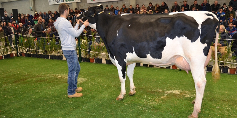 XII Subasta de Ganado Frisn Mazaricos 2018