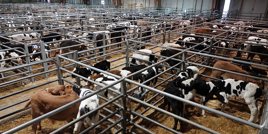 La Central Agropecuaria de Galicia ABANCA incrementa su asistencia y...