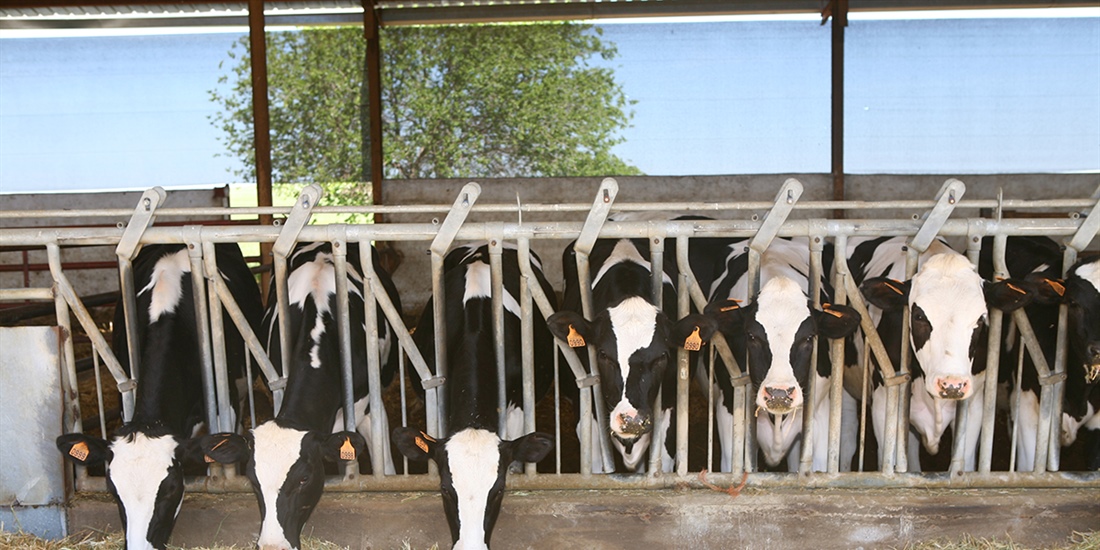El censo de vacas lecheras en Espaa, con 840.805 cabezas, cae un 2% en...