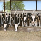 El censo de vacas lecheras en España, con 840.805 cabezas, cae un 2% en 2018