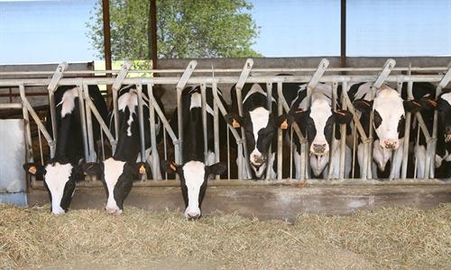 El censo de vacas lecheras en Espaa, con 840.805 cabezas, cae un 2% en...