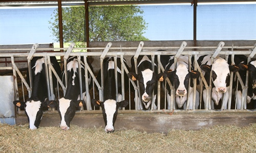 El censo de vacas lecheras en Espaa, con 840.805 cabezas, cae un 2% en...