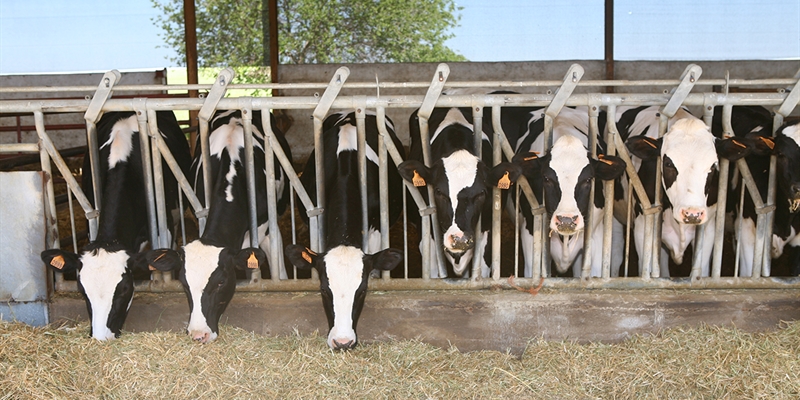 El censo de vacas lecheras en Espaa, con 840.805 cabezas, cae un 2% en 2018