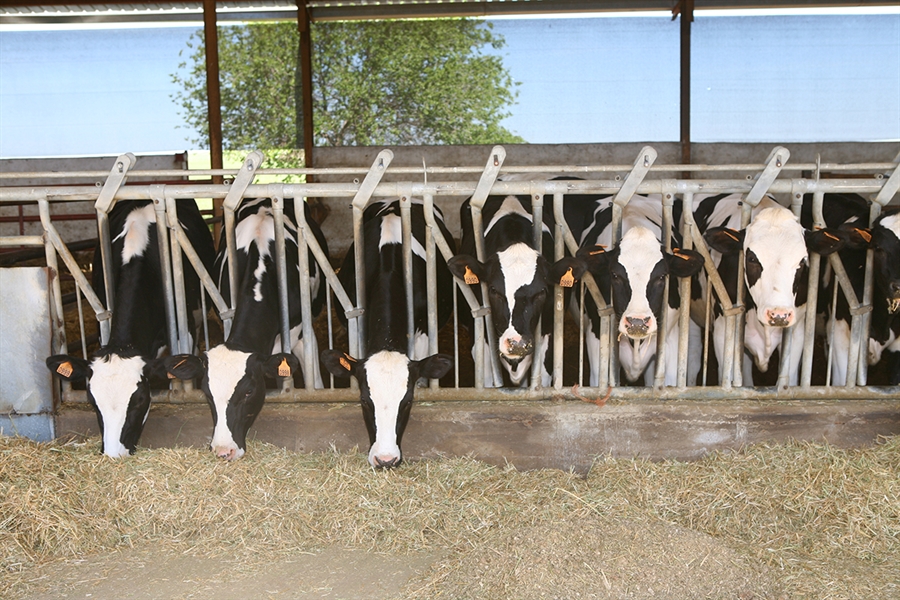 El censo de vacas lecheras en Espaa, con 840.805 cabezas, cae un 2% en...