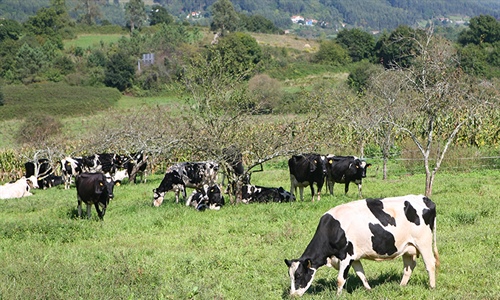 La entrega de leche de vaca baja en Asturias un 0,25% en lo que va de...