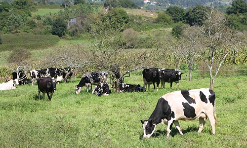 La entrega de leche de vaca baja en Asturias un 0,25% en lo que va de...