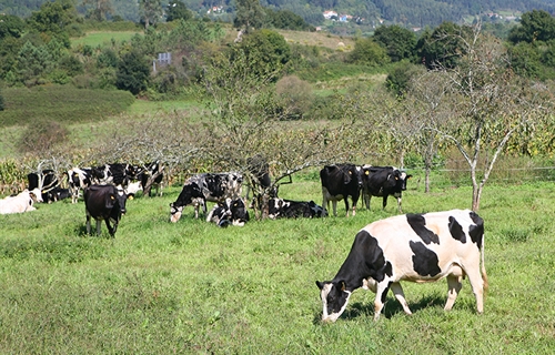 La entrega de leche de vaca baja en Asturias un 0,25% en lo que va de...