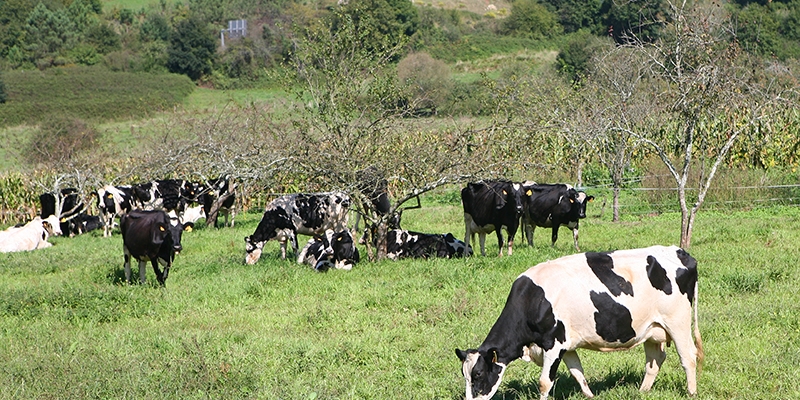 La entrega de leche de vaca baja en Asturias un 0,25% en lo que va de campaa