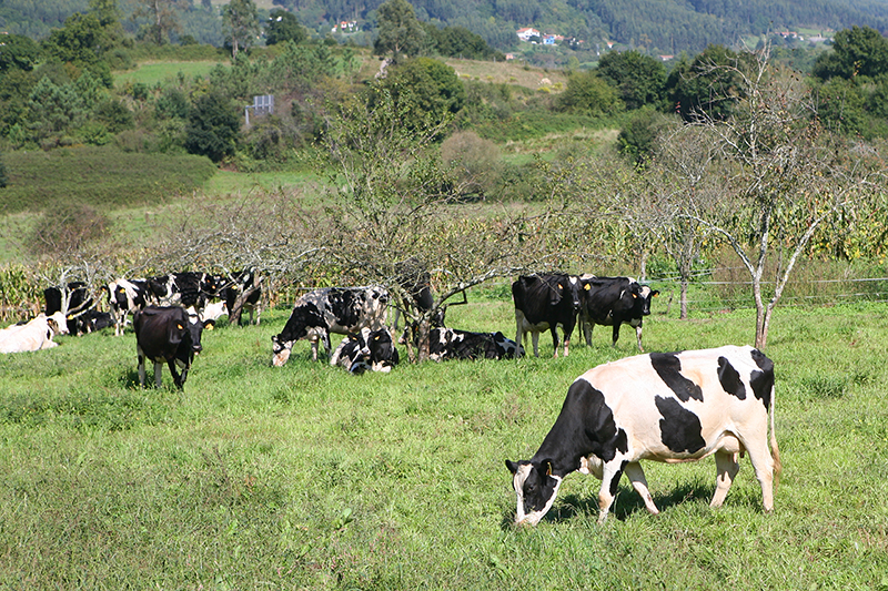 La entrega de leche de vaca baja en Asturias un 0,25% en lo que va de...