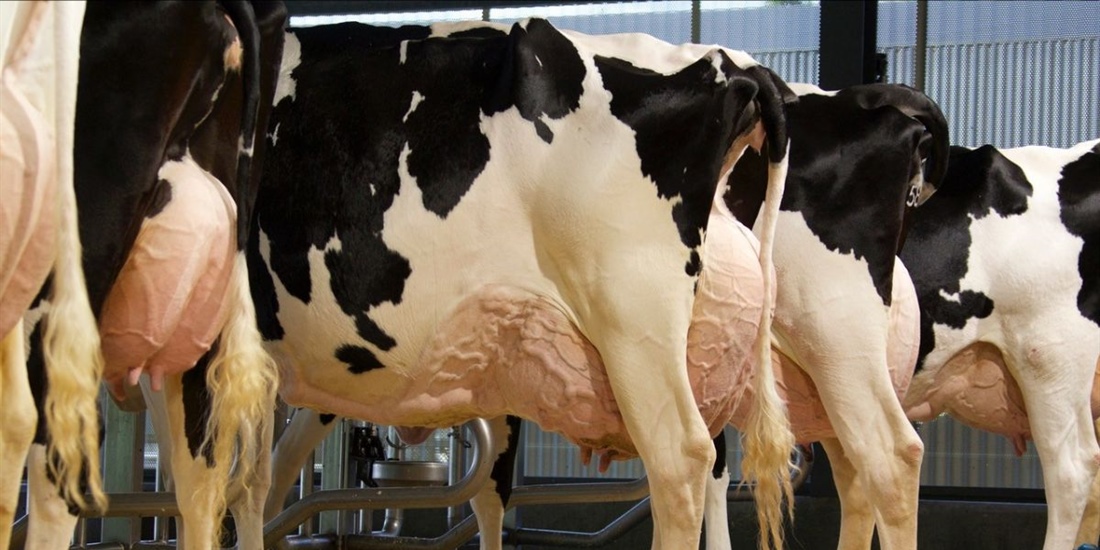 El estudio del metagenoma revela las vacas lecheras ms eficientes y...