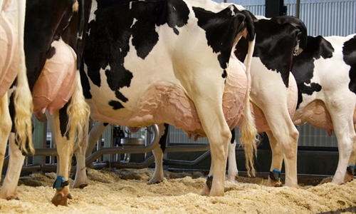 El estudio del metagenoma revela las vacas lecheras más eficientes y...