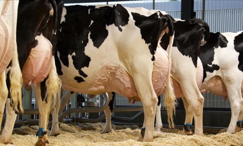 El estudio del metagenoma revela las vacas lecheras ms eficientes y...