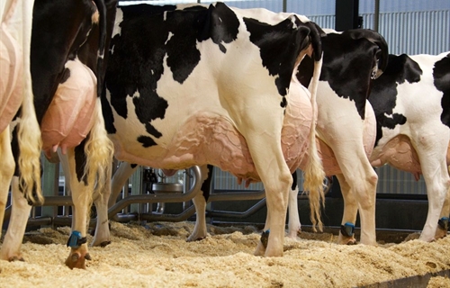 El estudio del metagenoma revela las vacas lecheras ms eficientes y...