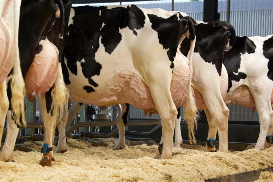 El estudio del metagenoma revela las vacas lecheras más eficientes y...