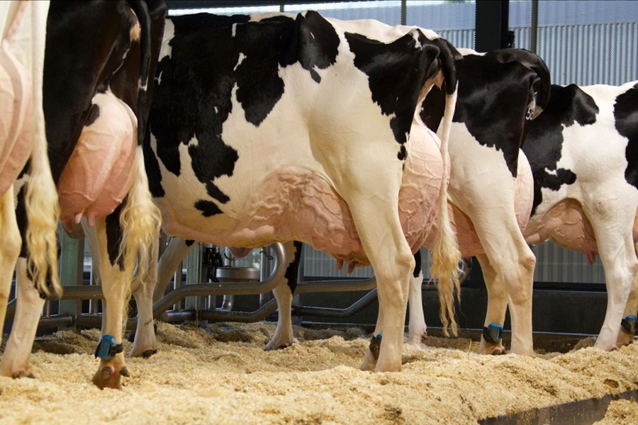 El estudio del metagenoma revela las vacas lecheras ms eficientes y...