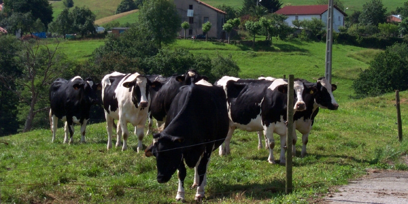 Cantabria abonará la próxima semana 6 millones de euros a 1.274 ganaderos de vacuno de leche