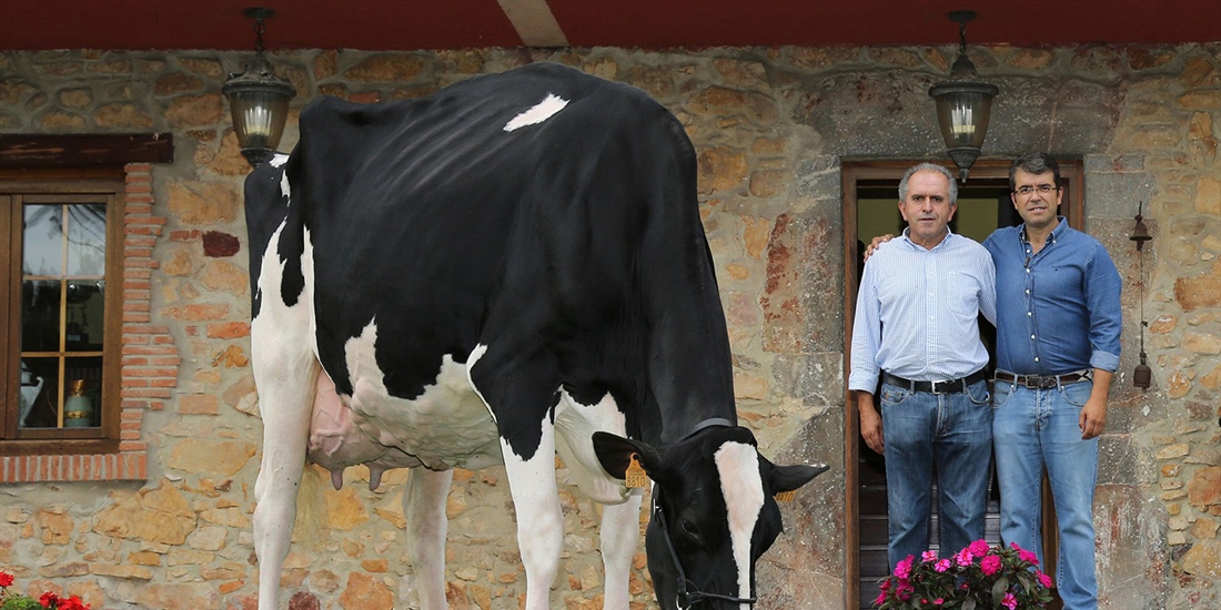Badiola Holstein, nominada entre las 100 mejores ganaderas de raza...