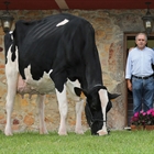 Badiola Holstein, nominada entre las 100 mejores ganaderas de raza frisona del mundo