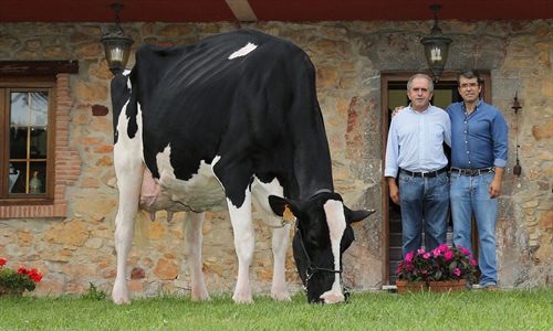 Badiola Holstein, nominada entre las 100 mejores ganaderas de raza...