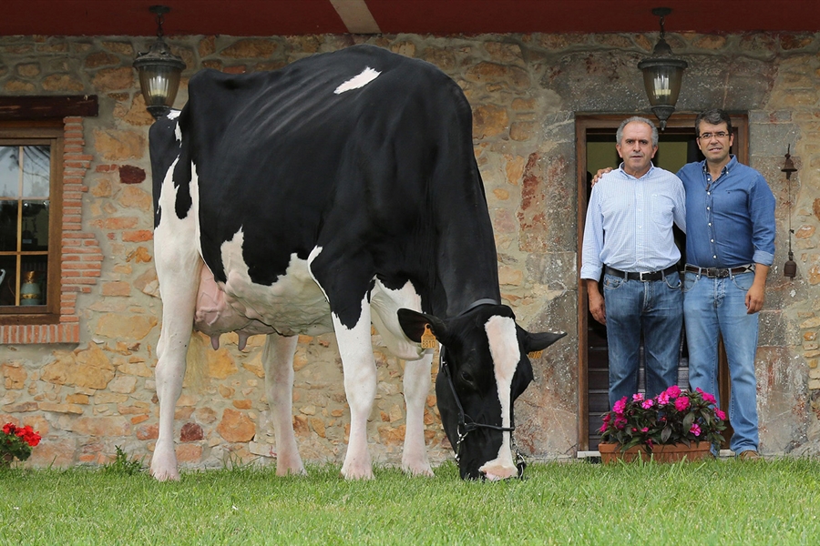 Badiola Holstein, nominada entre las 100 mejores ganaderas de raza...