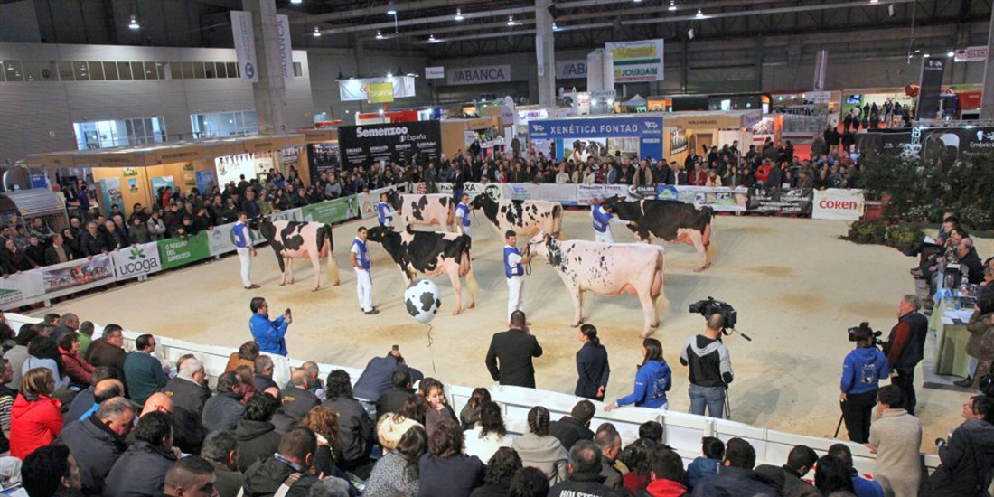 164 animales disputarn en Silleda los concursos de raza frisona de la...