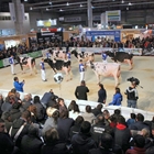 164 animales disputarn en Silleda los concursos de raza frisona de la feria Cimag-GandAgro 2019