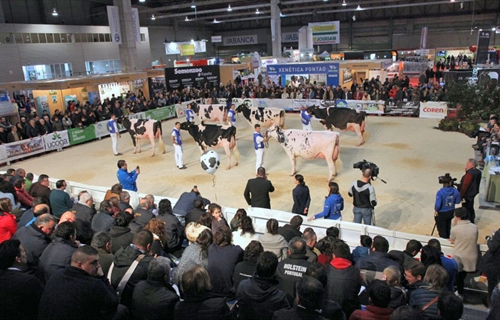 164 animales disputarn en Silleda los concursos de raza frisona de la...