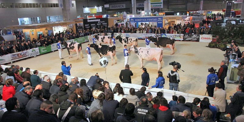 164 animales disputarn en Silleda los concursos de raza frisona de la feria Cimag-GandAgro 2019